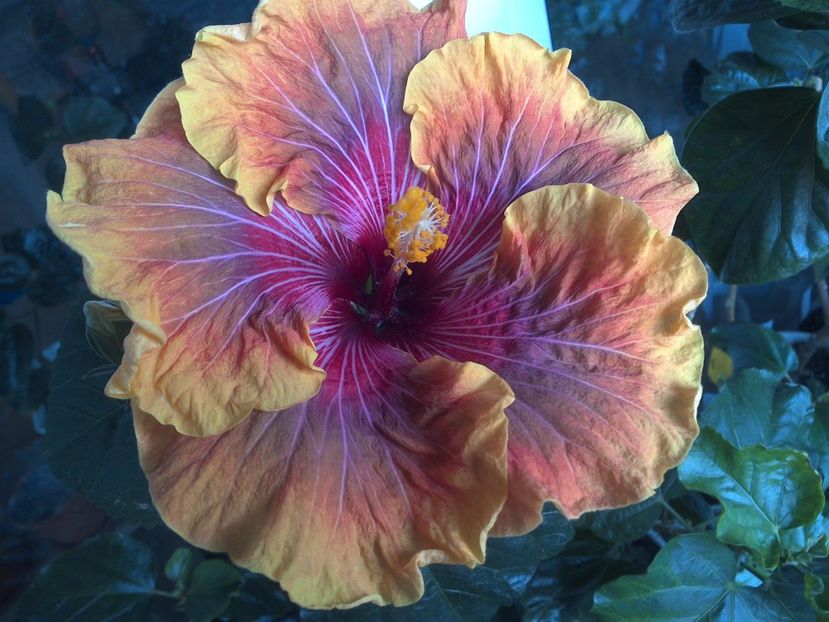 WIN_20170523_165950 - Jolanda Gommer