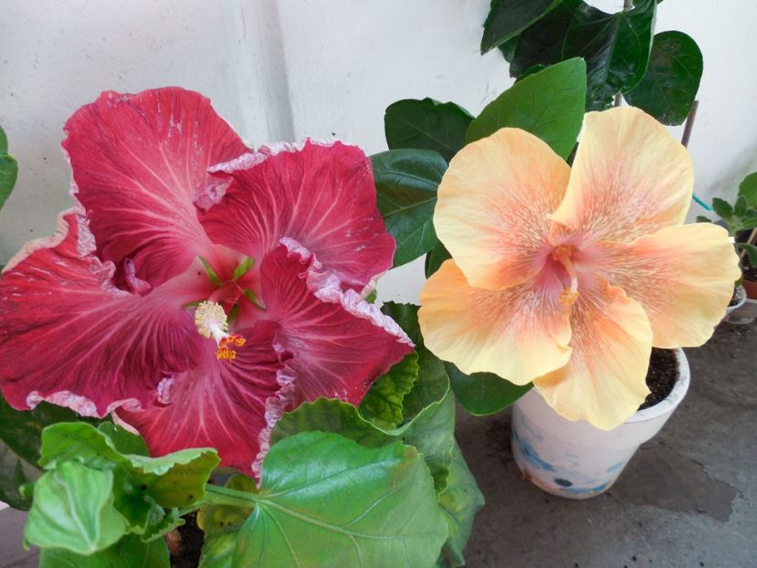  - 02Hibiscus