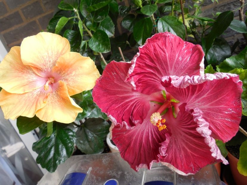  - 02Hibiscus