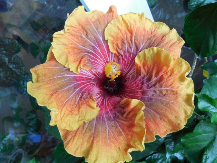  - 02Hibiscus
