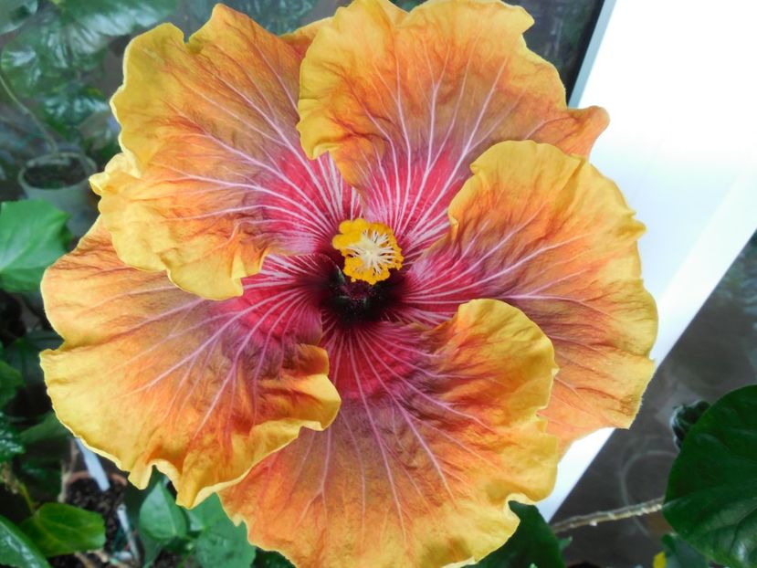  - 02Hibiscus