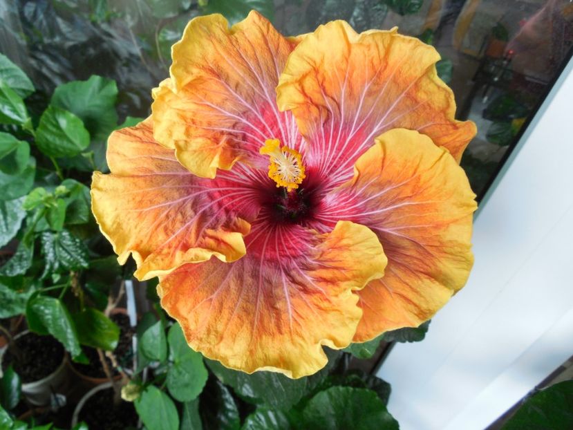  - 02Hibiscus