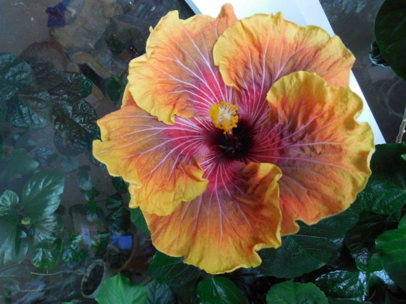  - 02Hibiscus
