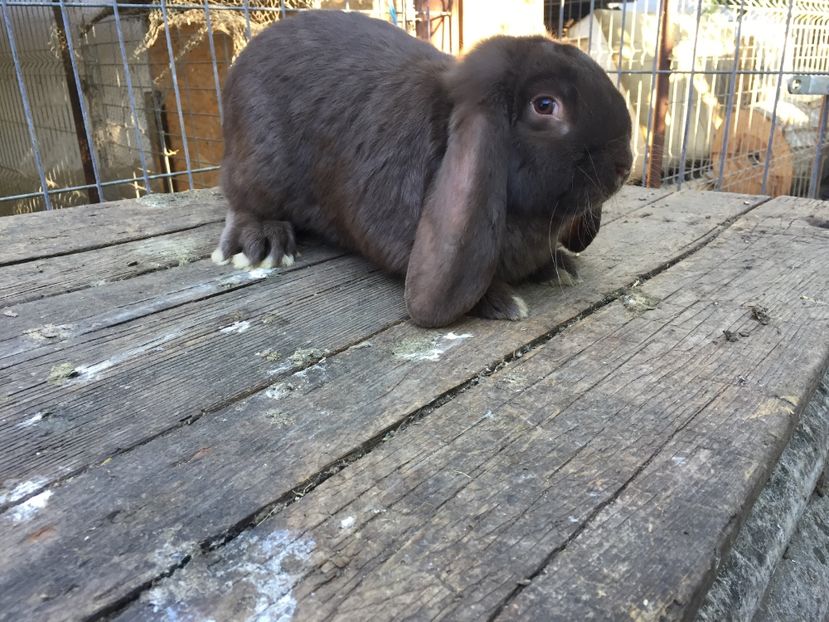  - De vanzare masculasi berbec german