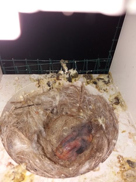  - pui hibrizi petrusi si sticlete 2017