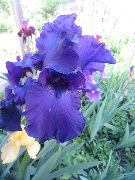 Titan,s Glory - A Irisi 2017