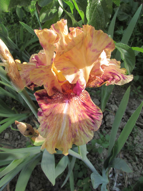 One Small Step - A Irisi 2017