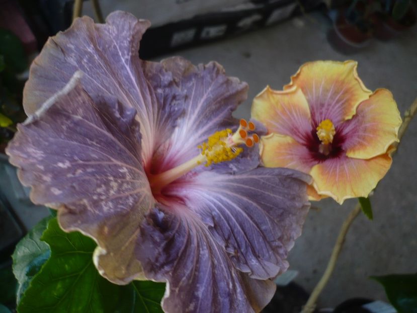 P1320459 - HIBISCUSI 2017-1