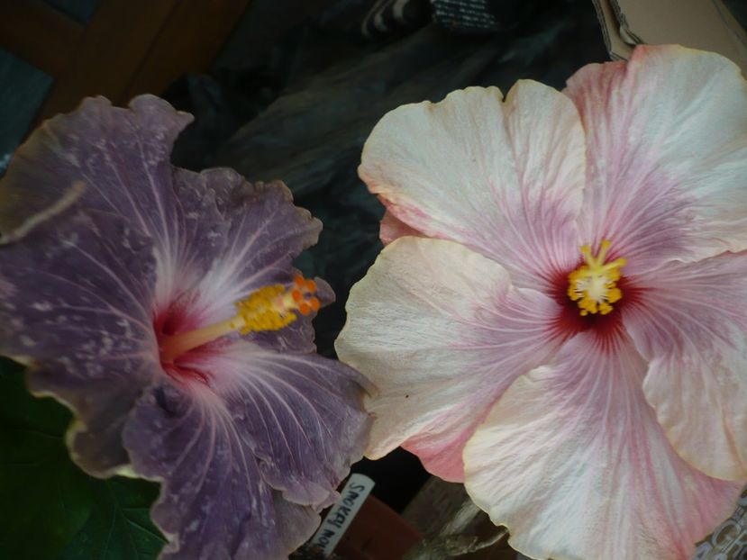 P1320461 - HIBISCUSI 2017-1