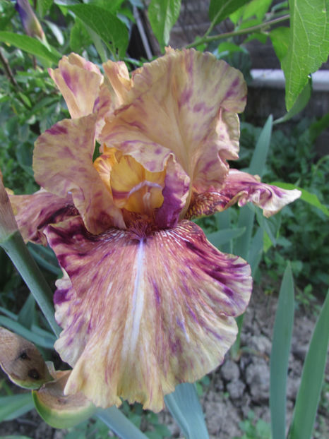 One Small Step - A Irisi 2017