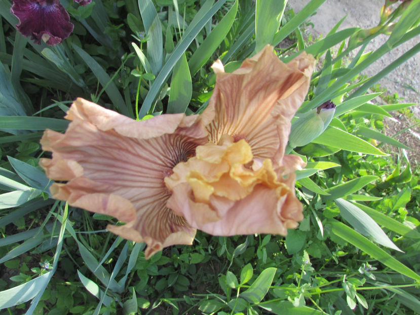 Just Crazy - A Irisi 2017