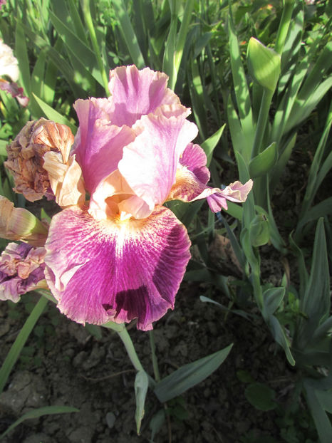 Fancy-Woman - A Irisi 2017