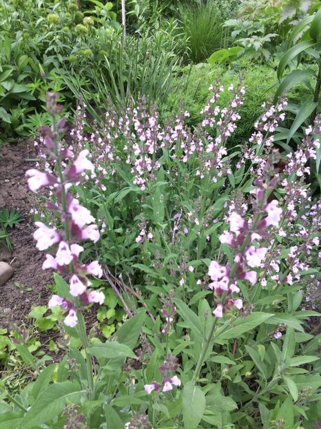  - 01-Flori din curtea mea 2017