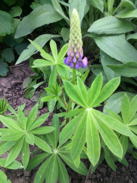  - 01-Flori din curtea mea 2017