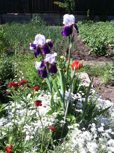  - 01-Flori din curtea mea 2017