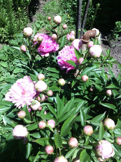  - 01-Flori din curtea mea 2017