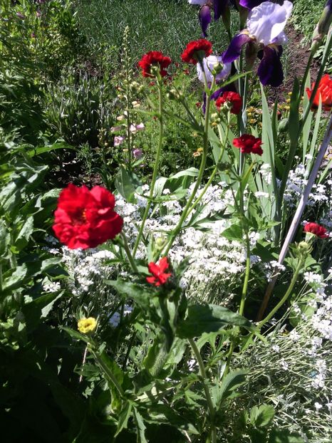 geum coccineum chiloense - 01-Flori din curtea mea 2017