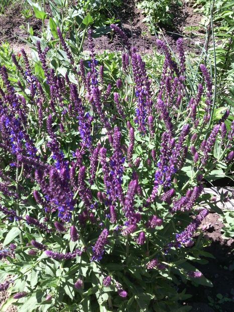 stachys officinalis - 01-Flori din curtea mea 2017