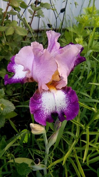  - Iris inalt