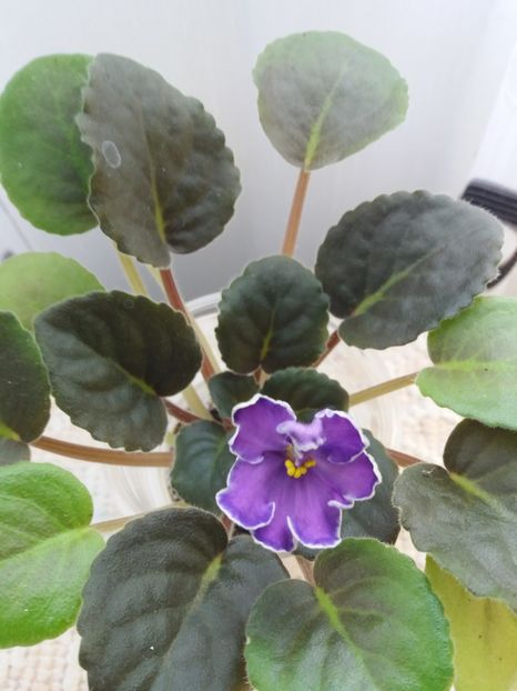 23 mai - ZZ King s Treasure