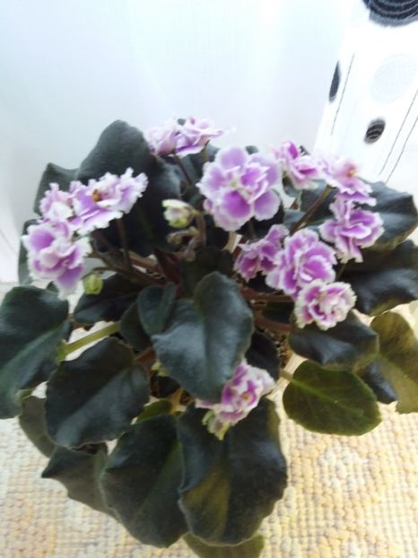 23 mai - ZZ Heritage Frolic