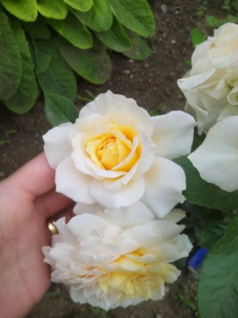  - Nadine Xella-Ricci