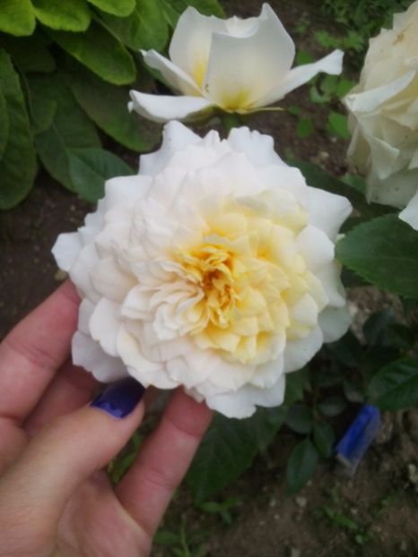  - Nadine Xella-Ricci