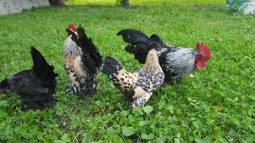  - PORTELAN - PHEONIX