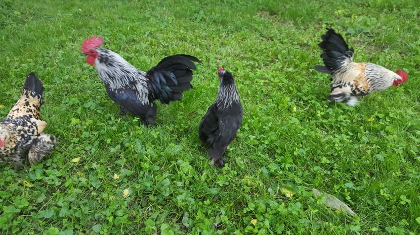  - PORTELAN - PHEONIX