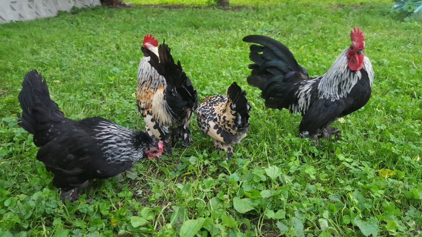  - PORTELAN - PHEONIX