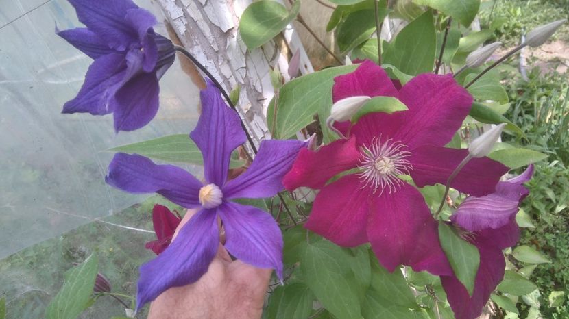 Blue Sensation si Rouge Cardinal - clematite 2017