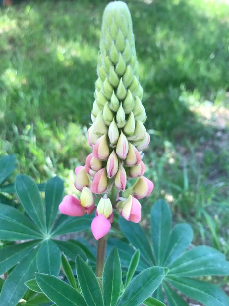 Lupin - 23.05.2017 - Gradina 2017