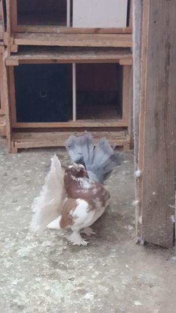 MG-LOFT - 3 VOLTATI INDIENI