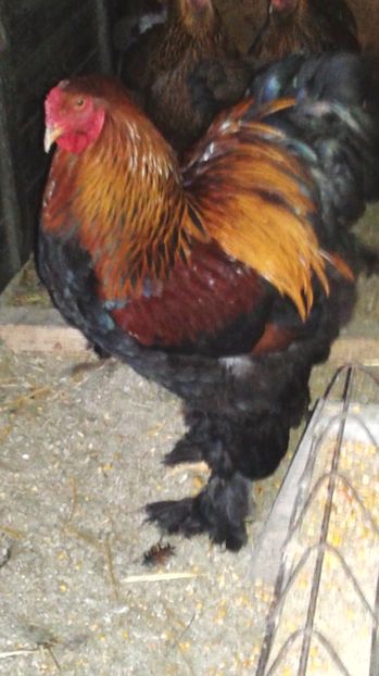  - C Brahma Potarnichiu