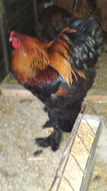  - C Brahma Potarnichiu