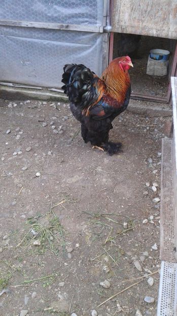  - C Brahma Potarnichiu