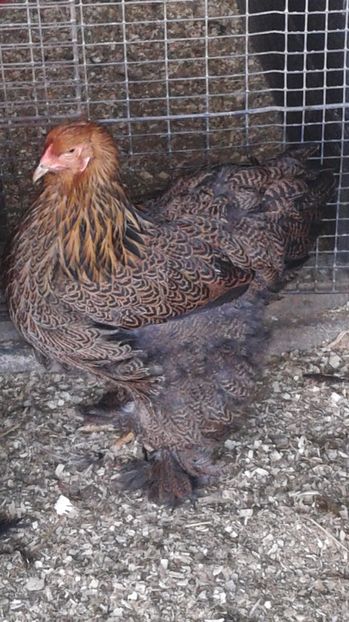  - C Brahma Potarnichiu