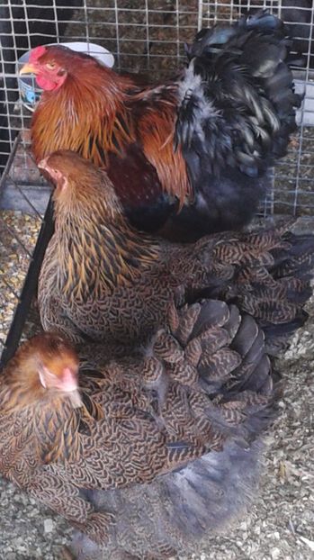  - C Brahma Potarnichiu