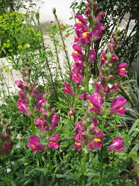  - A-A Gradina cu flori 2017
