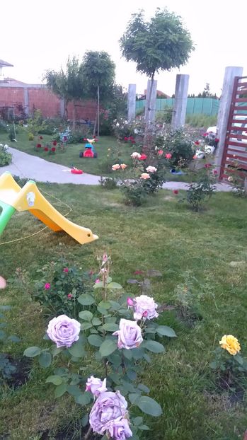  - Cum a evoluat gradina mea