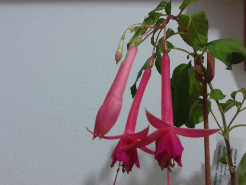 Fotografie0025 - Alte flori