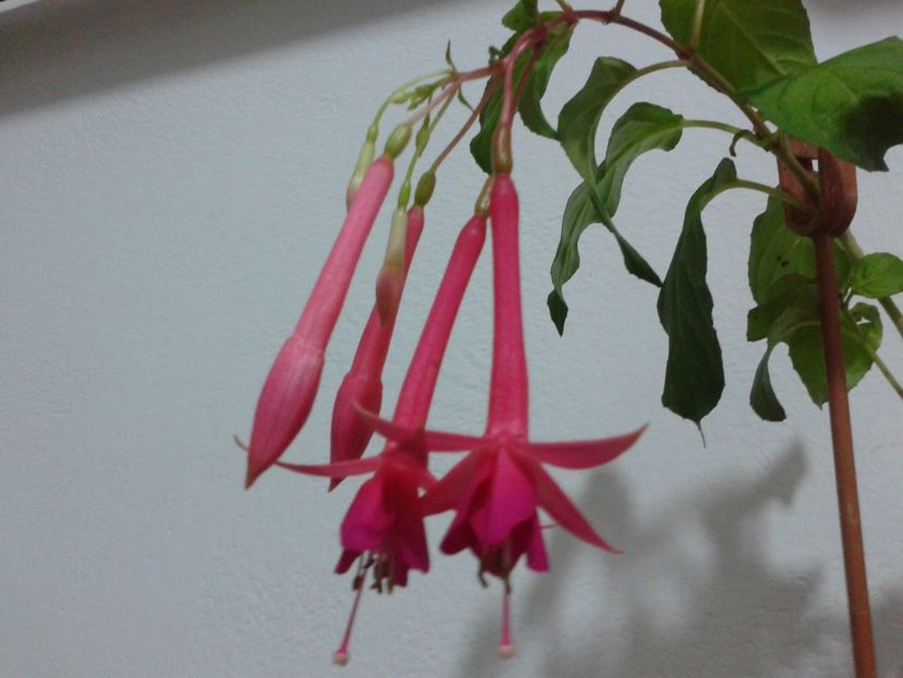 Fotografie0022 - Alte flori