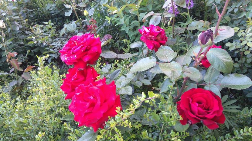 Damme de coeur - Trandafiri comerciali