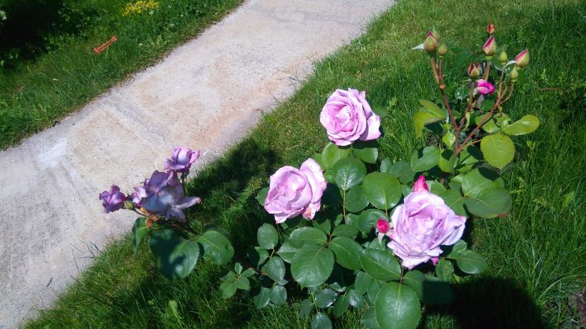  - Trandafiri comerciali