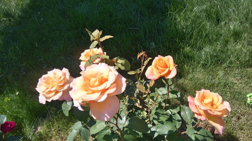  - Trandafiri comerciali