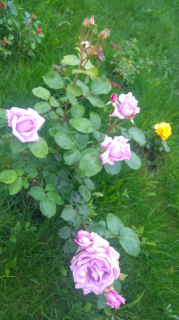  - Trandafiri comerciali