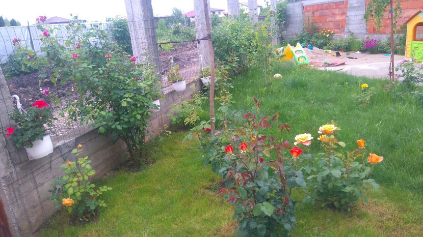  - Cum a evoluat gradina mea