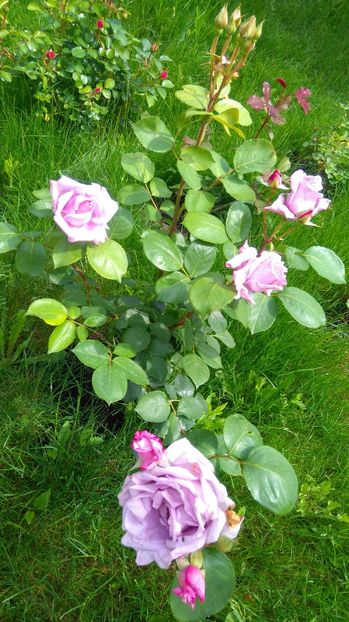  - Trandafiri comerciali