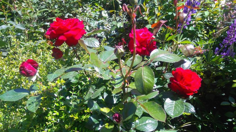  - Trandafiri comerciali