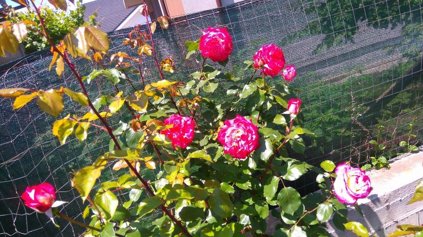 Rina Herhold - Trandafiri comerciali urcatori